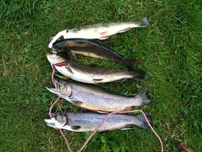 opening day trout