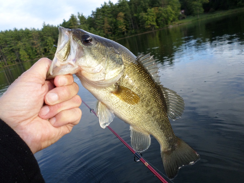 West Waushacum Pond 8-23-2014