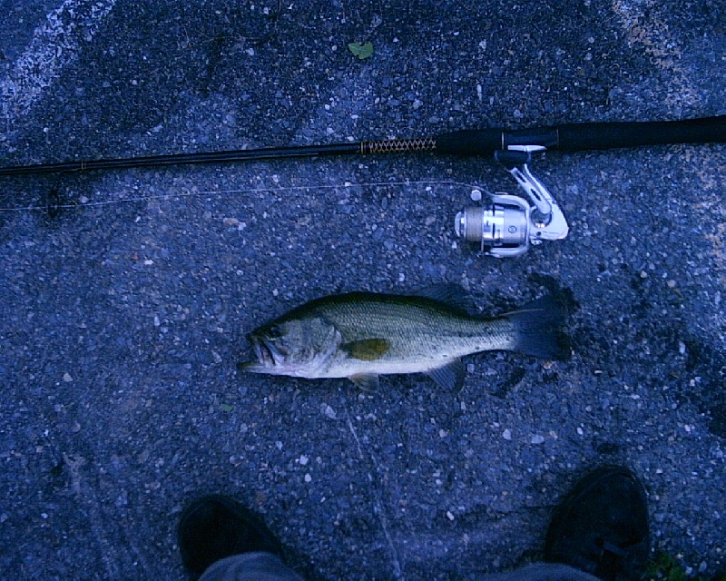 6/19/08 - Dudley Pond - Wayland, MA