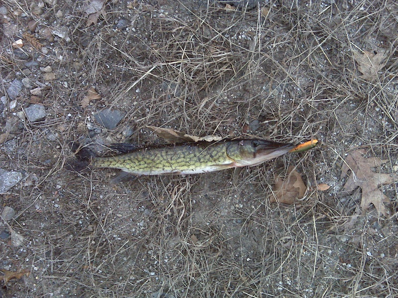 4/8/10 - Sudbury Reservoir