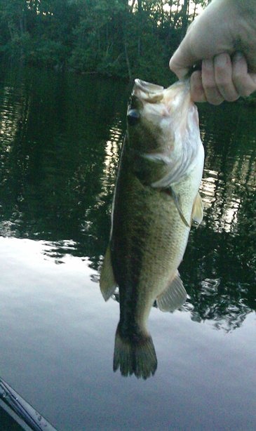 bass