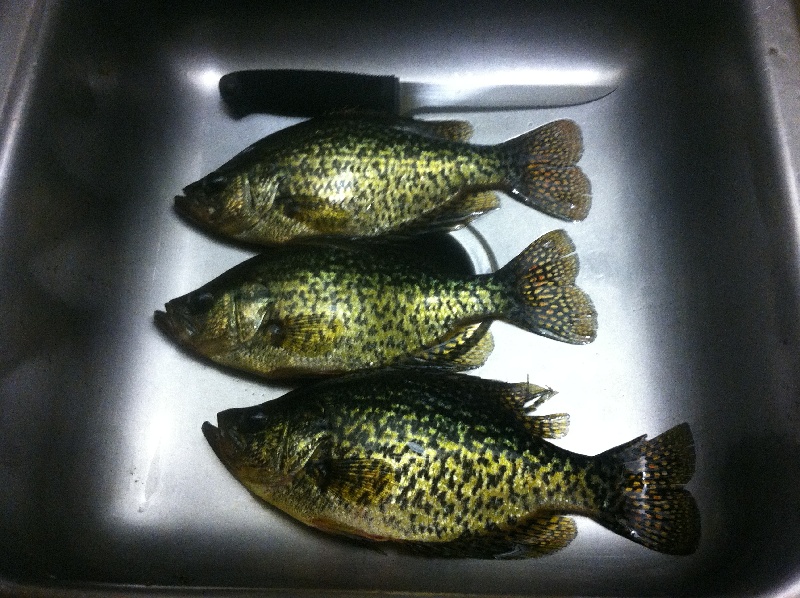 dark brook crappie