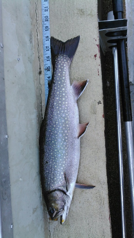 Another Quality Brook Trout 