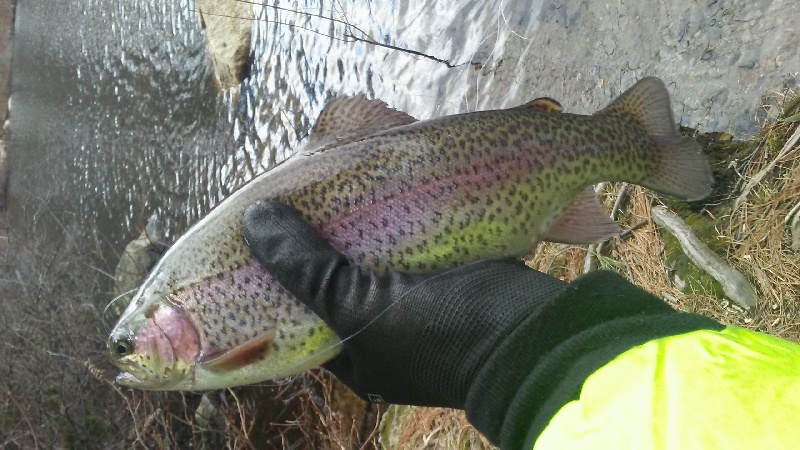 1st Rainbow Trout 