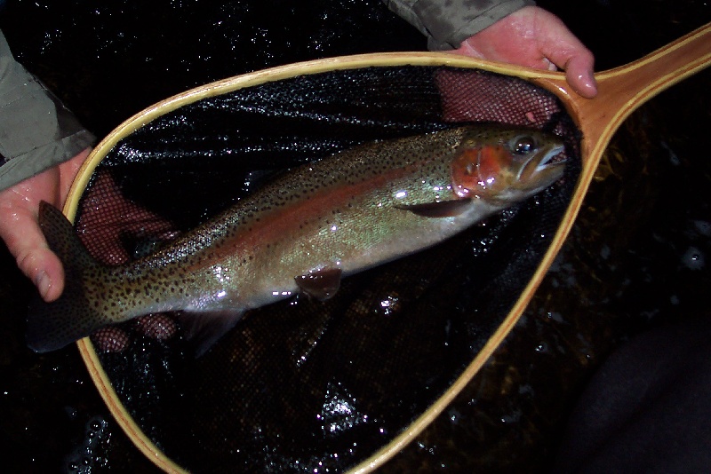 fly fishing on the Big Thompson in Co.